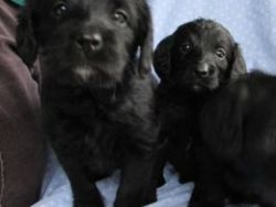 Black Labradoodle Puppies For Sale Pra Clear