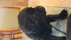 Akc black Labrador Retriever Puppies