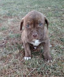 Labrabull puppies! Calmer temperament with muscular built.