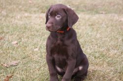 chocolate Labrador Retriever Pup-8 weeks