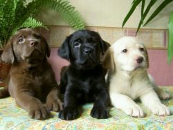 Cute Labrador Retrievers Puppies Available,