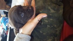AKC Puppies For Sale
