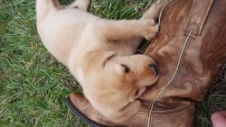 AKC Labrador Puppies, AKC DNA Certified