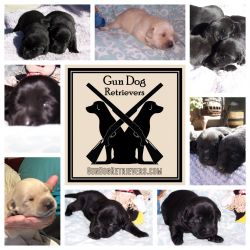 Labrador puppies 2 black f2 black m