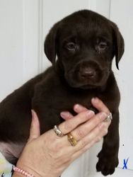 Chocolate Labrador Retriever Pups/M&F/Registered