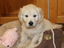 Pure KC registered Labrador Puppies for sale