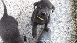 AKC Silver and Charcoal Labradors