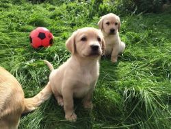 Top Quality Labrador Retriever Puppies For Sale