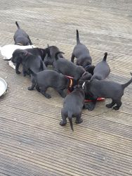 Labrador Retriever Dogs and Puppies for sale