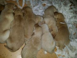 Yellow Labrador Pups For Sale