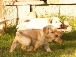 Kennel Club Registered Labrador Puppies For Sale