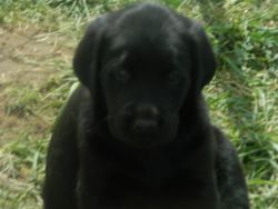 6 week old Male AKC registered lab puppies for sale
