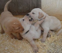 Beautiful Yellow Labrador Pups