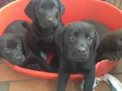 Chocolate And Black Labrador Puppies