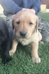 Gorgeous Labrador Puppies - Kc Registered