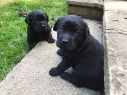 8 Stunning Black Labs For Sale