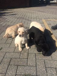 Yello Labrador puppies for sale
