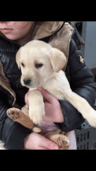 Stunning Golden And Black Pedigree Labrador Pups