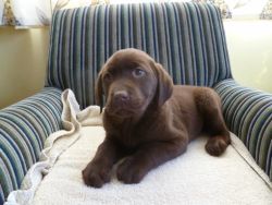 Chocolate Kc Registered Female Labrador Pup