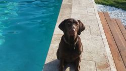 AKC Chocolate Lab for Hire