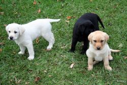 three Labrador puppies for adoption