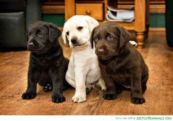 3 Labrador Puppies