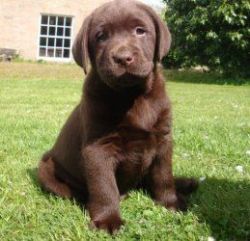 Cute Looking Chocolate Labrador Retriever Puppies For Sale.