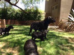 pure breed black lab puppies - male -1 left
