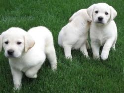 AKC Labrador Retriever Puppies xxx-xxx-xxxx