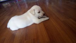 LAB PUPPY FOR SALE