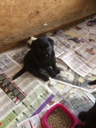 Labrador Retriever Puppies For Sale