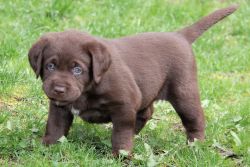 AKC chocolate Labrador Retriever puppies