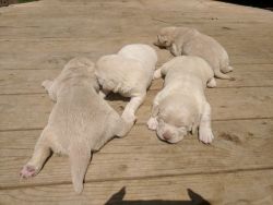 AKC Champagne Labrador Puppies For Sale