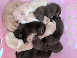 AKC Chocolate & Yellow Labrador Puppies for Sale!