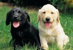 Outstanding AKC Cream Labrador puppies