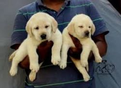 I am offering two Labrador puppies