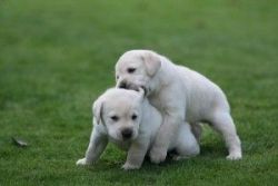 Labrador puppies available.