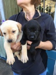 Black & Yellow Labrador puppies for sale