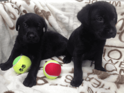 Black Labrador K.c Reg Puppies For Sale