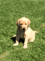 Gorgeous Labrador Retriever Puppy