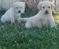 Farm raised yellow lab puppies