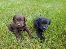 AKC Black & Chocolate Lab Puppies $950
