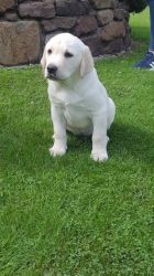 Health Labrador Puppies both male and female