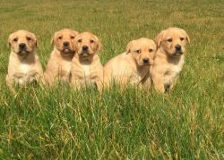 Labrador Retriever puppies TEXT , xxxxxxxxxx
