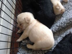 Labradors Puppies