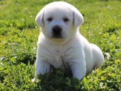 Stunning Yellow and Black Labrador Retriever Puppies For Sale