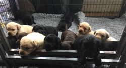 Chocolate ,Yellow and Black Labrador Retriever Puppies