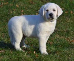 Lovely Cream/White Labrador Retriever Puppies