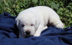 Yellow and Black Labrador Retriever Puppies For Sale