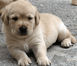 C.K.C Reg. Male/Female Labrador Retriever Puppies For Sale